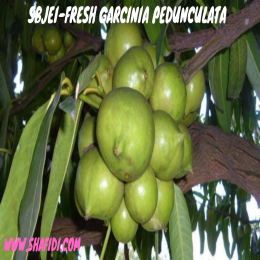 SBJEI-FRESH GARCINIA PEDUNCULATA